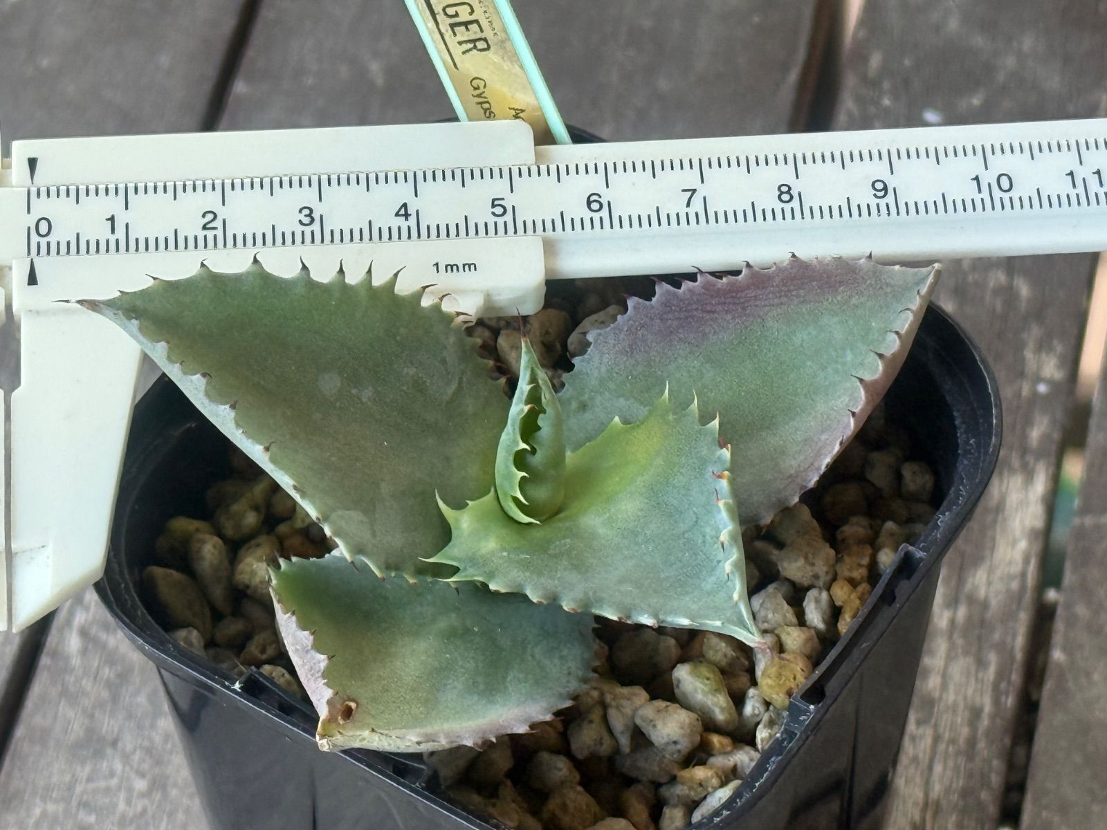 アガベ ジプソフィラ✖︎ポタトラム 『ハイブリッド』 イシスメンシス