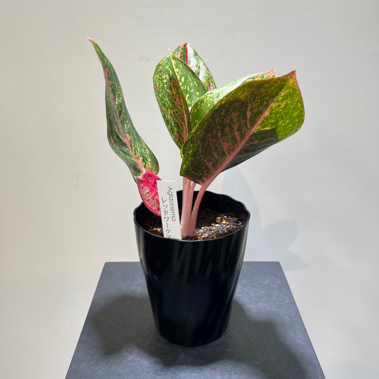 アグラオネマ レッドワークス 抜き苗 - メルカリ