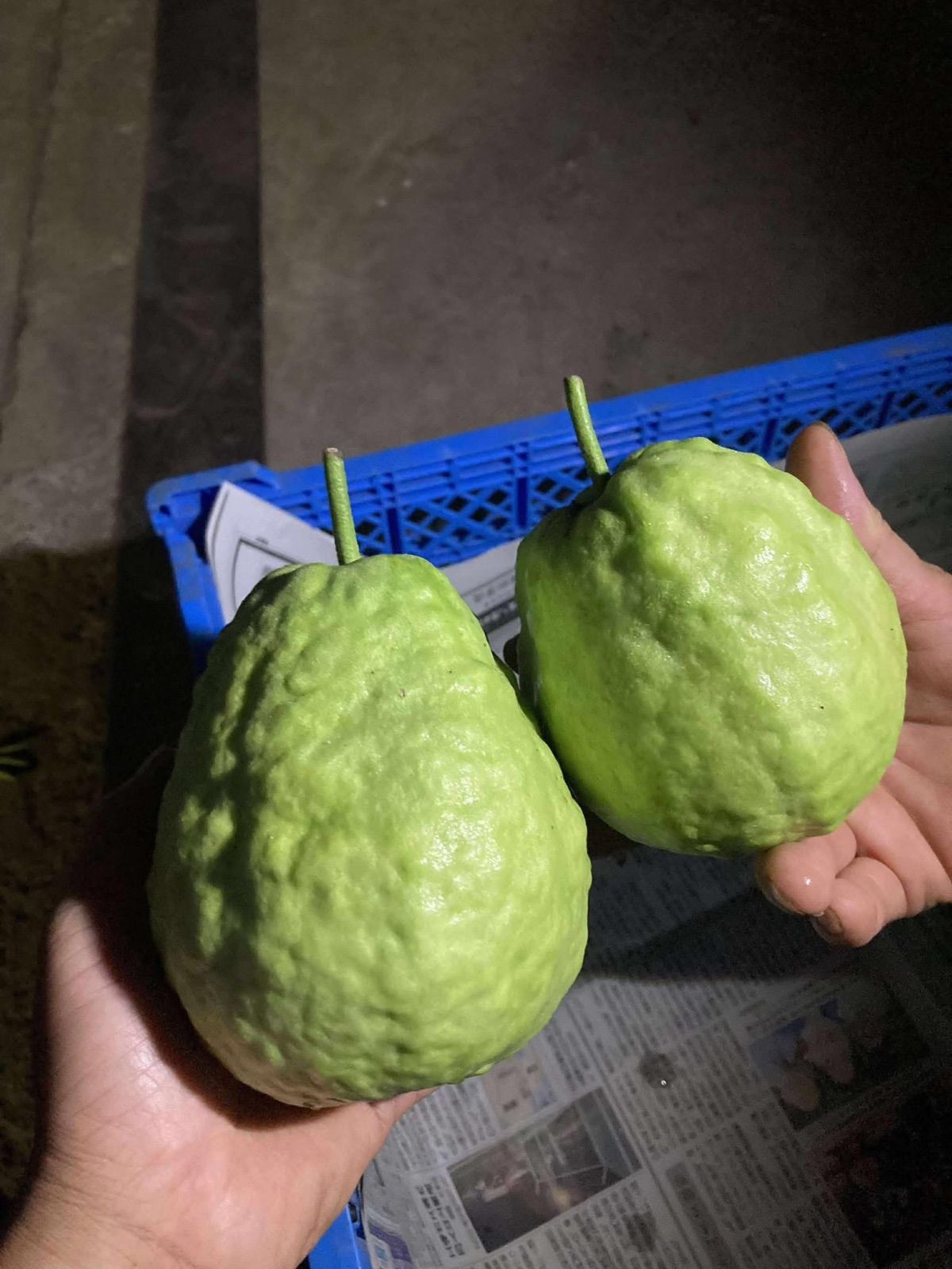 沖縄産グアバ 1kg 甘くてジューシー - メルカリ