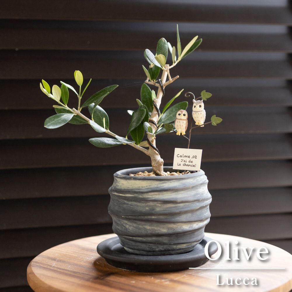 盆栽 Olive オリーブの木 ルッカ Lucca 盆栽仕立て ネイビー 陶器鉢