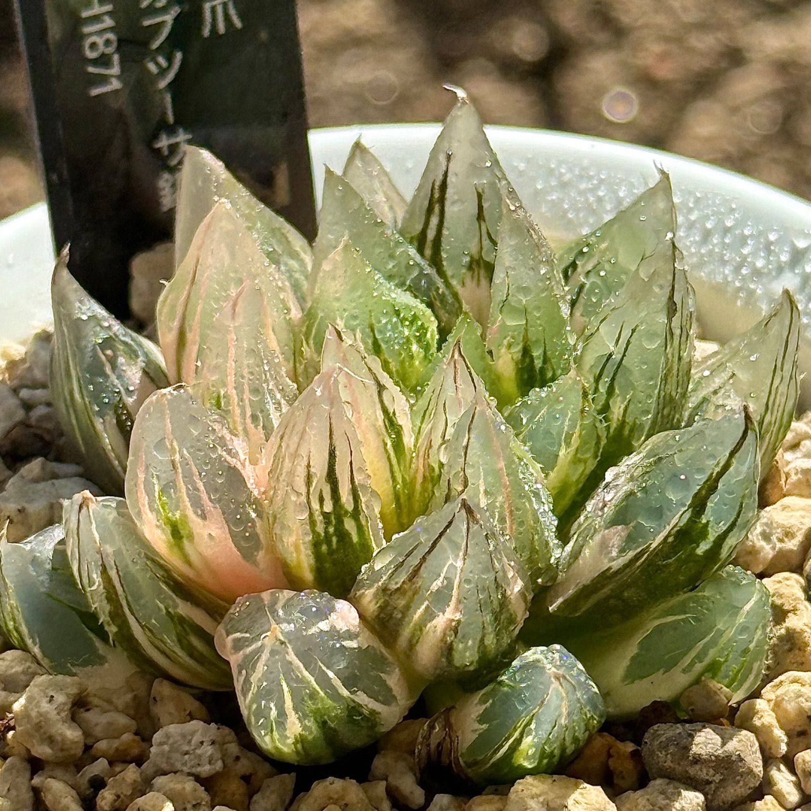 ブルーレイオブツーサH1872