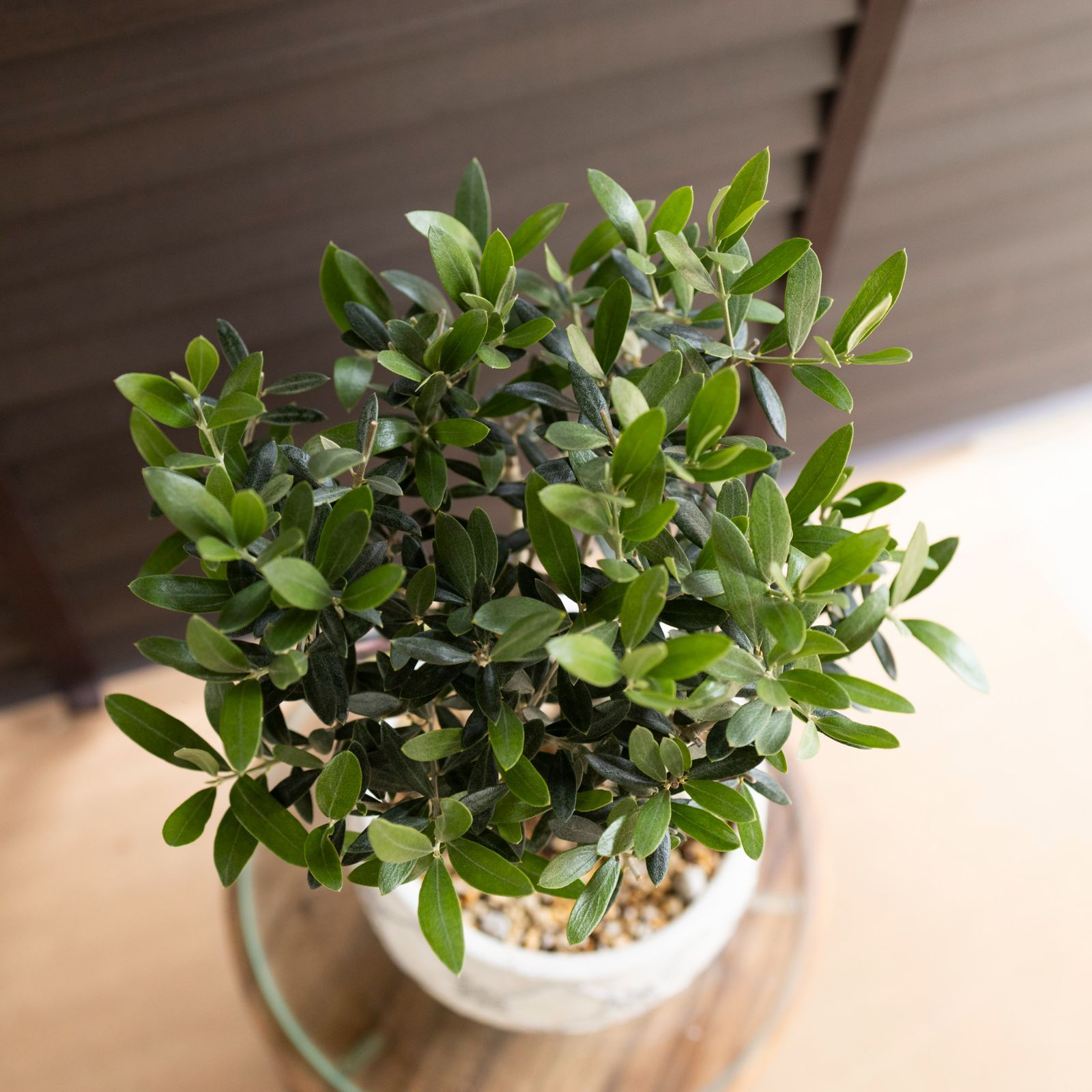 創樹 オリーブ Olive セントキャサリン 6号 陶器鉢 盆栽 SOUJU St