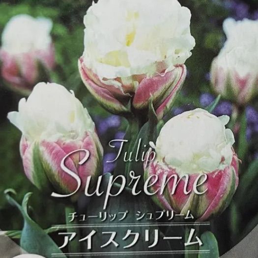 チューリップ アイスクリーム 八重咲き 特殊咲 プレミアム 希少 珍しい ピンク 白 ホワイト グリーン 緑 球根 正規品 サカタ 3球 ラベル付き  - メルカリ