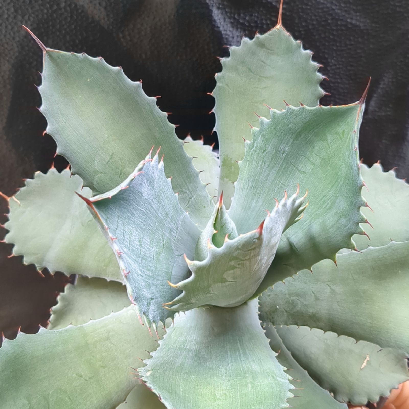 アガベ シャウィスト（シャウィー×イシスメンシス） 大株 アガベ