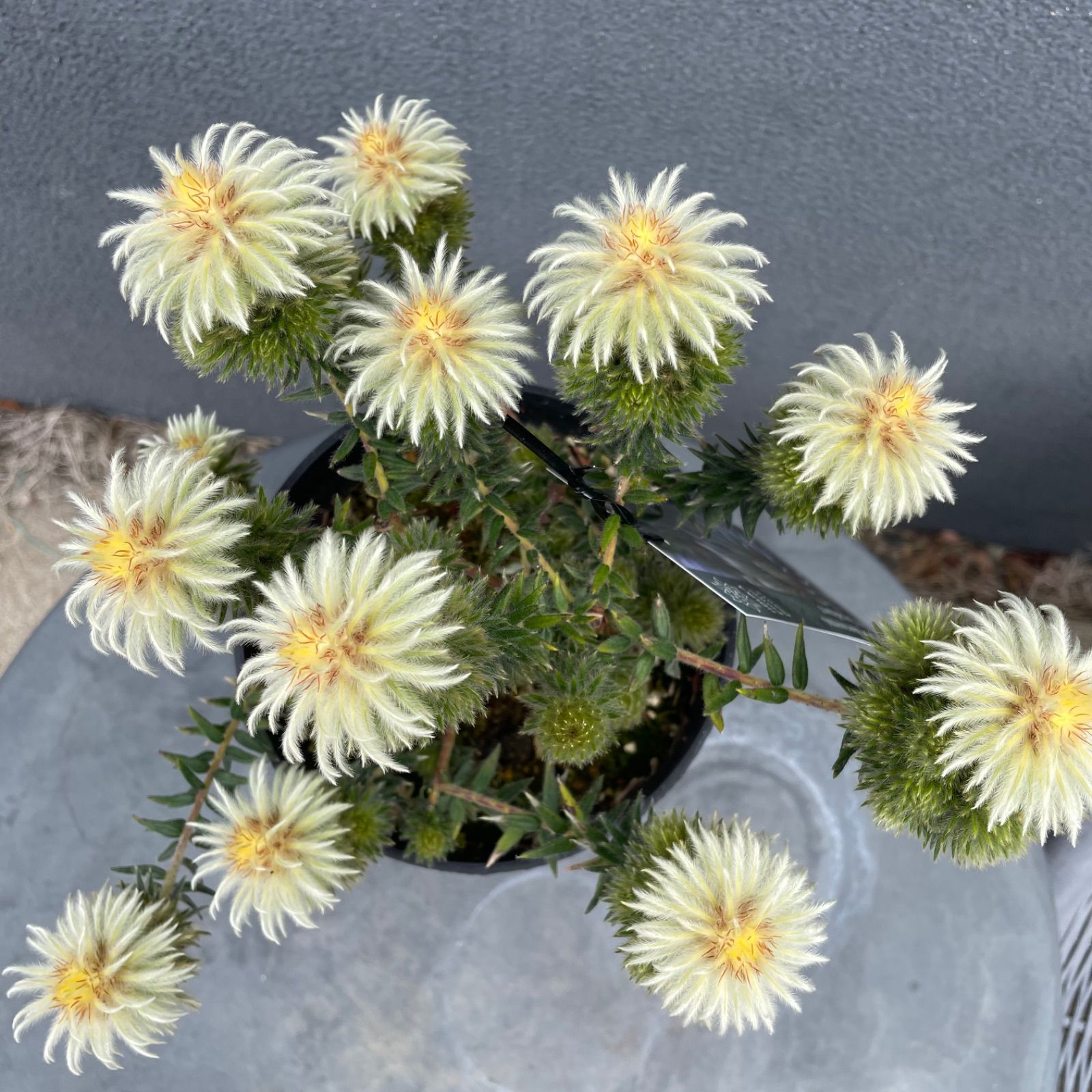 フィリカ プベッセンス 5号 オージープランツ フィリカ プベッセンス