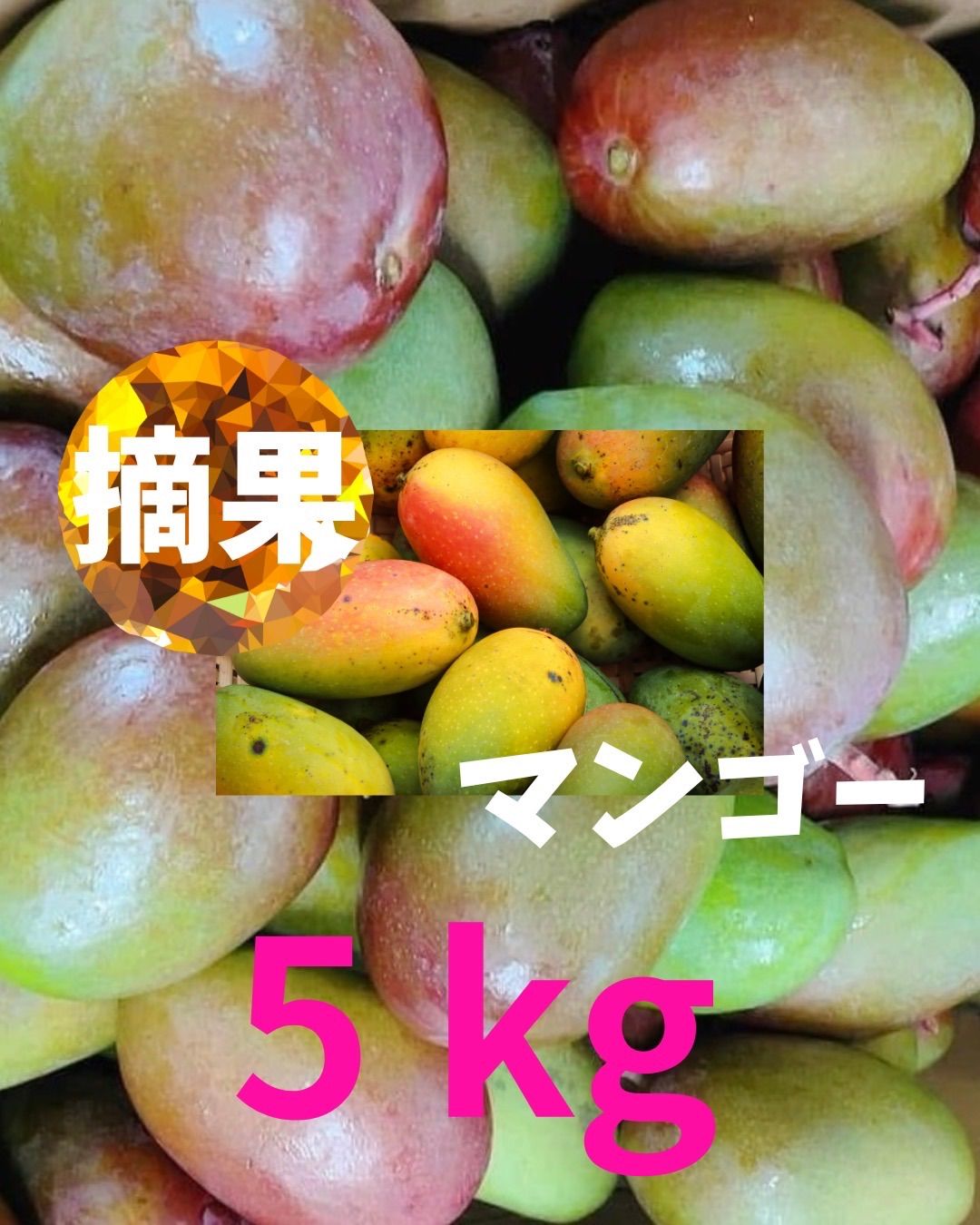 ５月前後発送 沖縄県産 摘果マンゴー 小さいサイズ 5kg