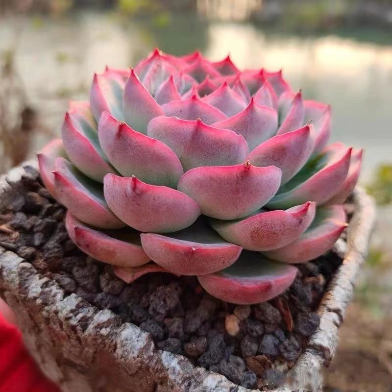 ミックスベリア 赤鬼 多肉植物 おらいさん - メルカリ