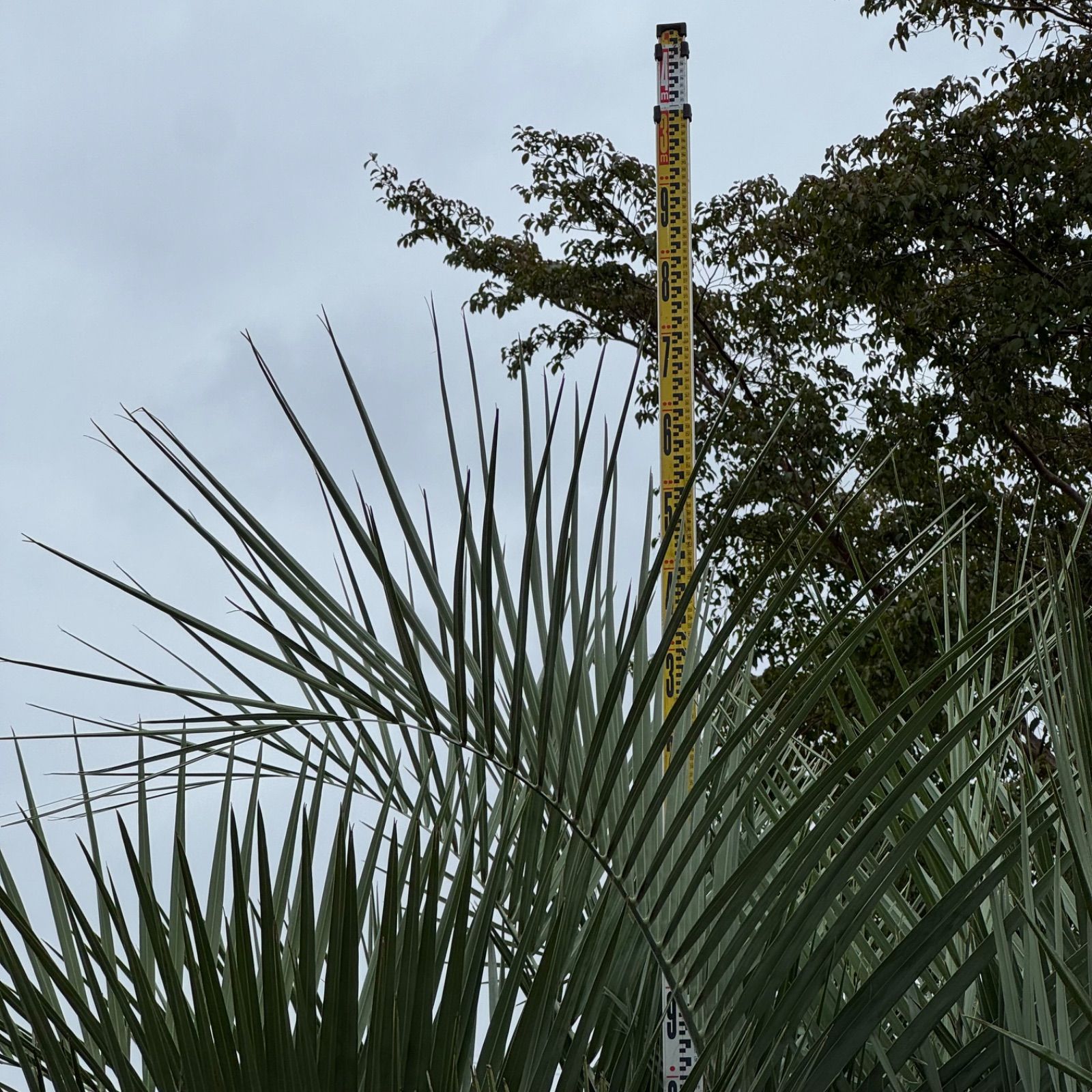 極太幹】3m ココスヤシ - メルカリ