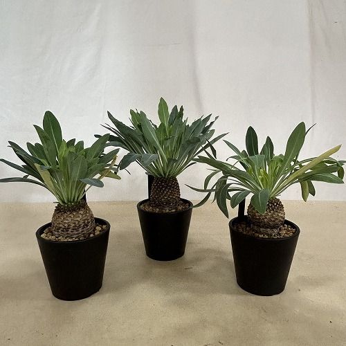 多肉植物 ユーフォルビア ブブレウリフォリア(鉄甲丸) 3.5号鉢(個体