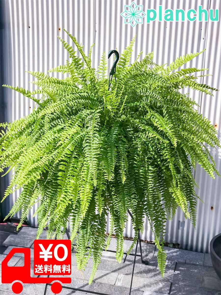 スモークツリー とリューカデンドロンの2Wayガーランド 千日紅 かすみ