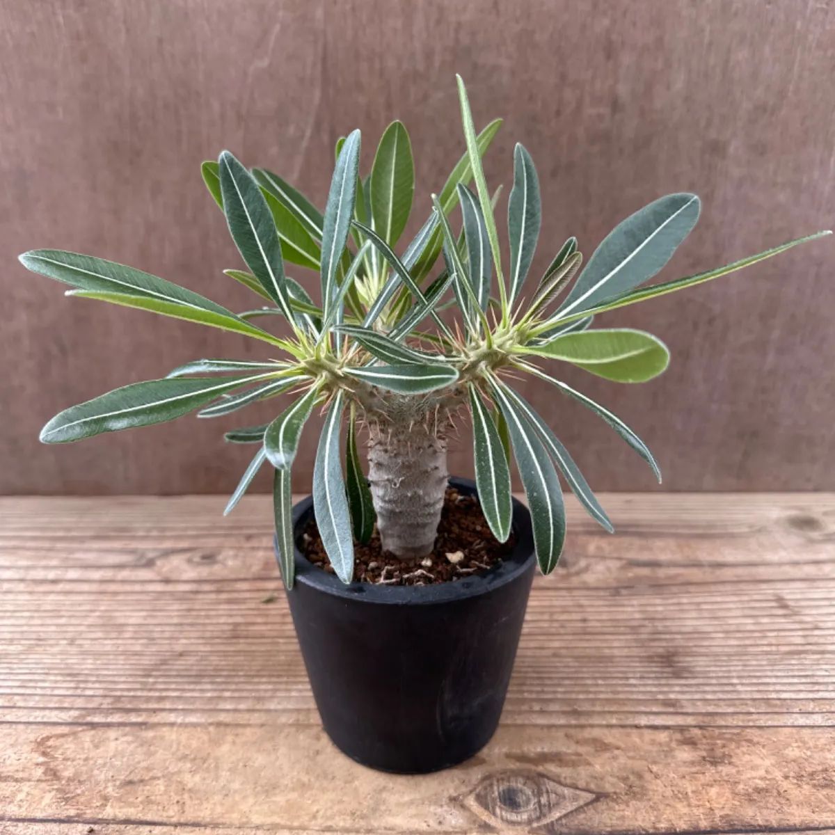 パキポディウム ホロンベンセ Pachypodium horombense 現品 観葉植物 観葉 植物 珍奇植物 珍奇 珍しい レア 希少 塊根植物  塊根 コーデックス おうち時間 プレゼント おすすめ おしゃれ かっこいい グリーン - メルカリ