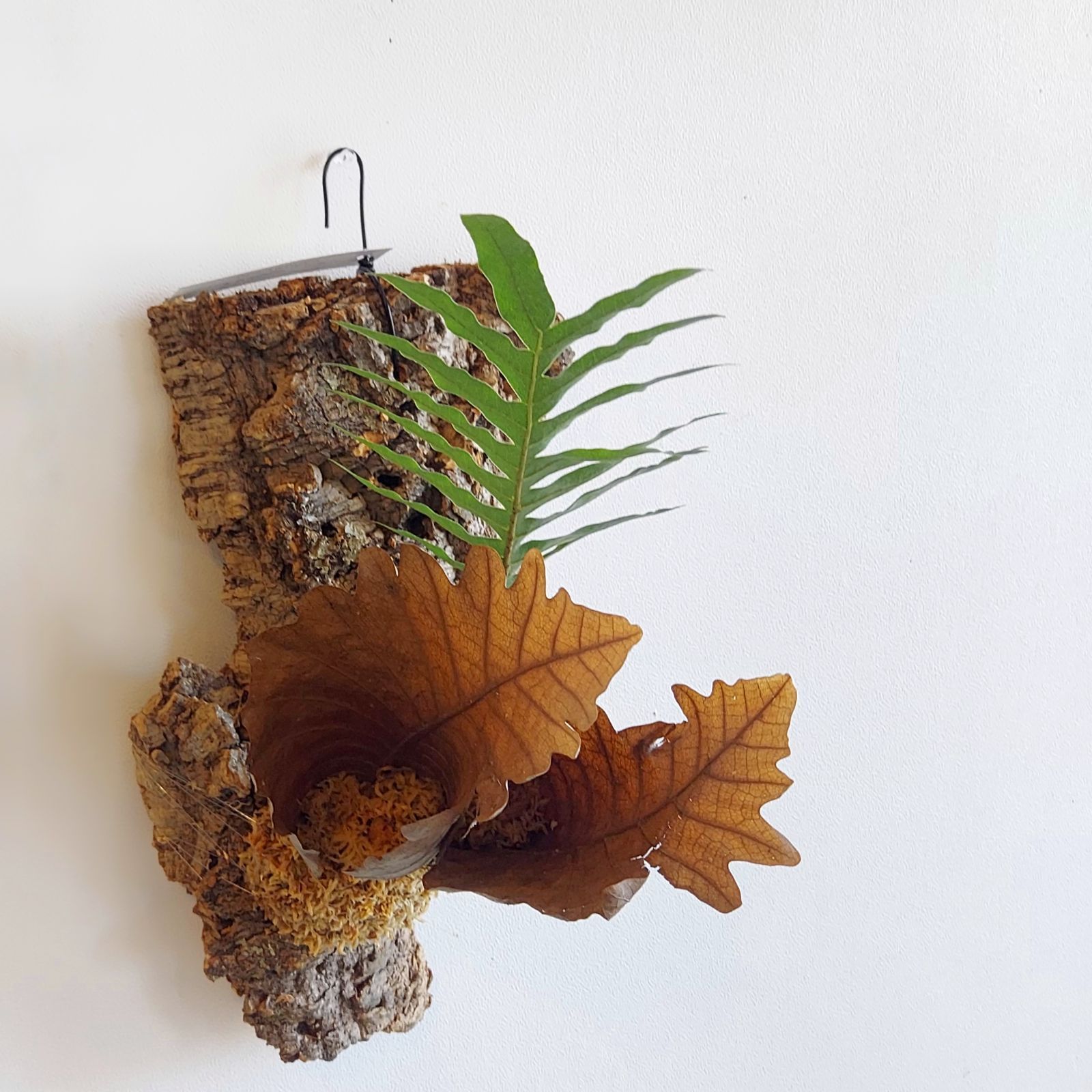 ドリナリア・クエルシフォリア シダ 着生植物 コルク板付け インテリア