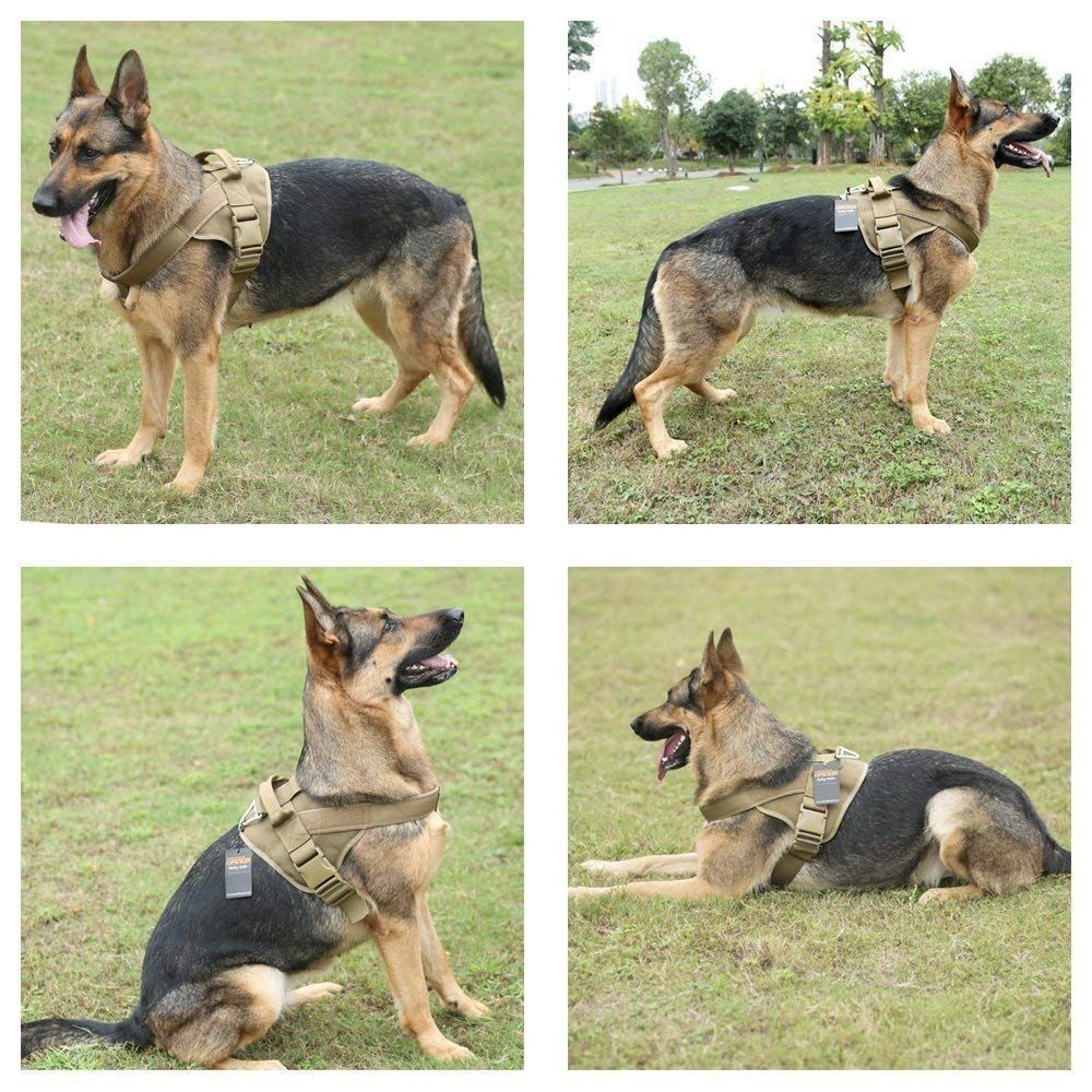 犬