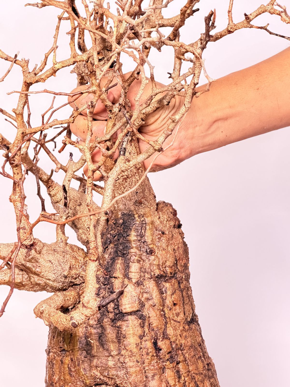 Madagascar オペルクリカリア