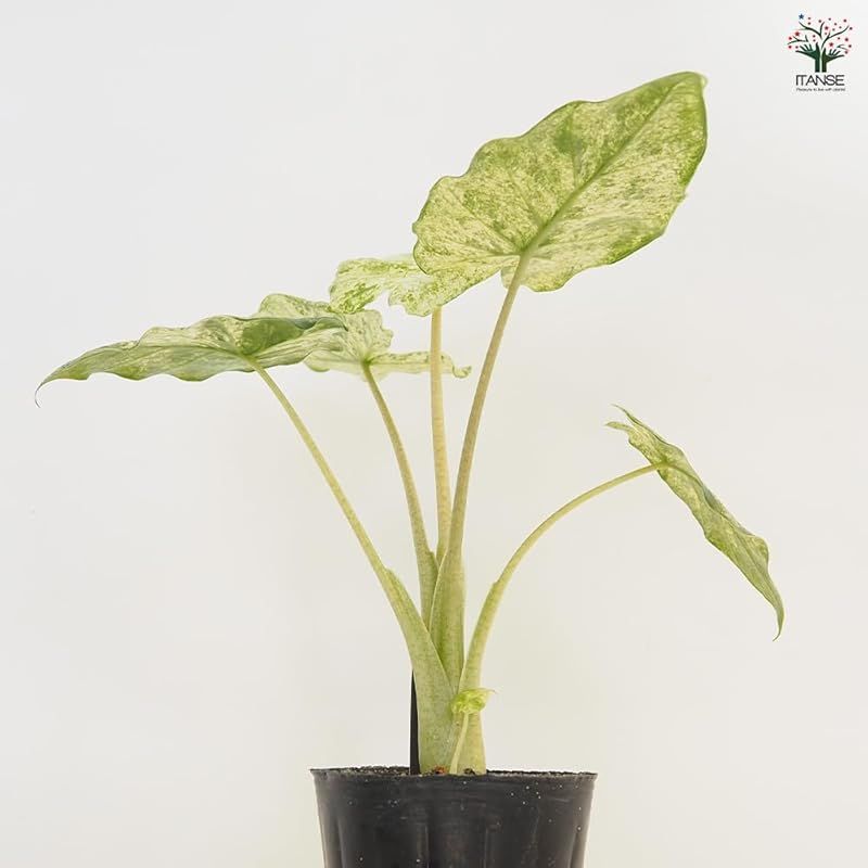 学名 Alocasia