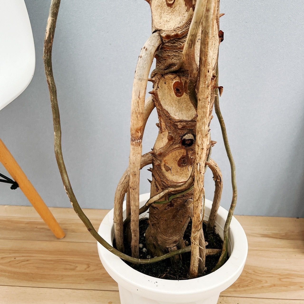 現品］5番 フィロデンドロン セローム 幹上がり 8号 観葉植物 大型