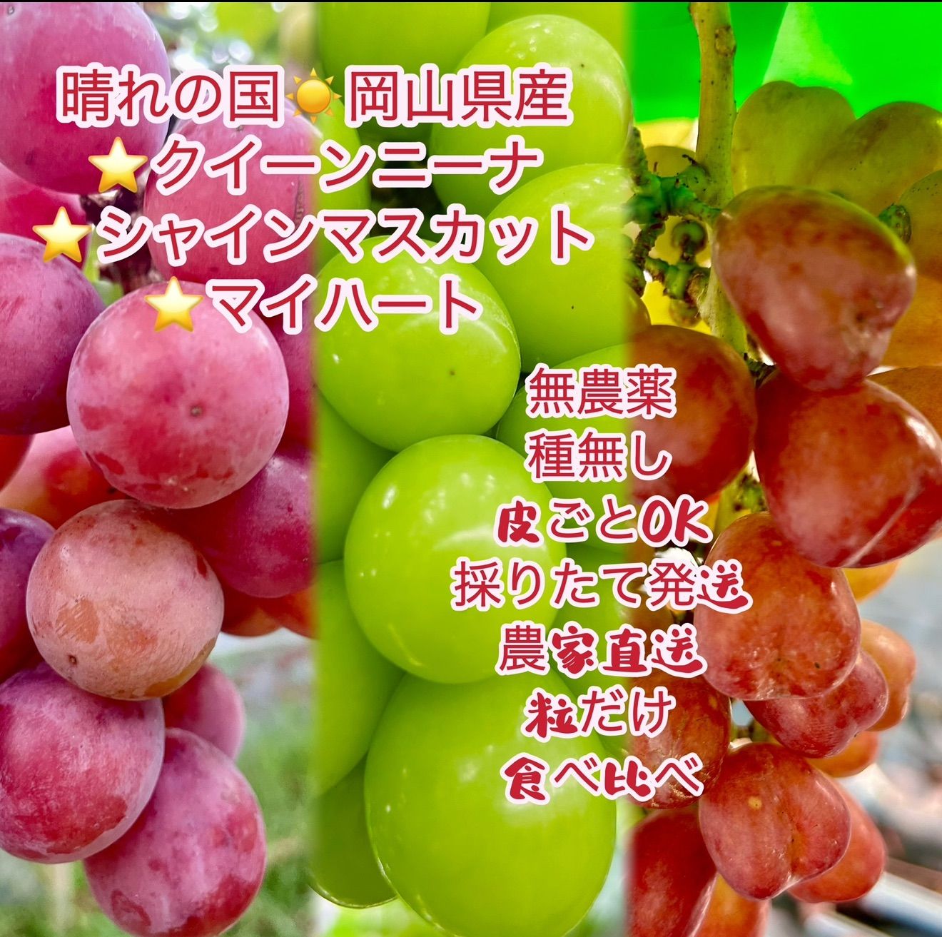 岡山県 シャインマスカット➕ クイーンニーナ➕ マイハート1kg粒