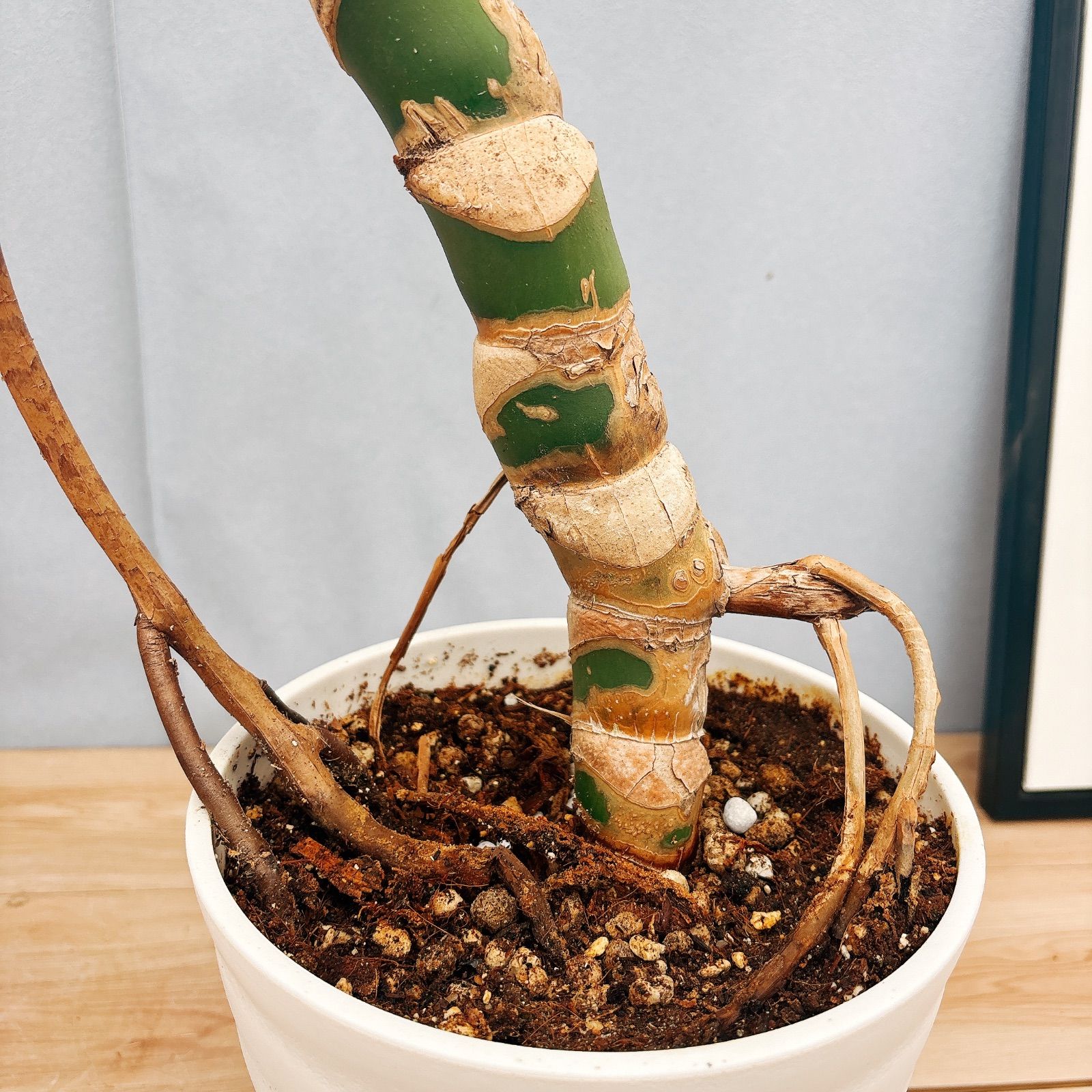 現品］3番 モンステラ 幹立ち 7号 観葉植物 ショップ 室内 大型 育て