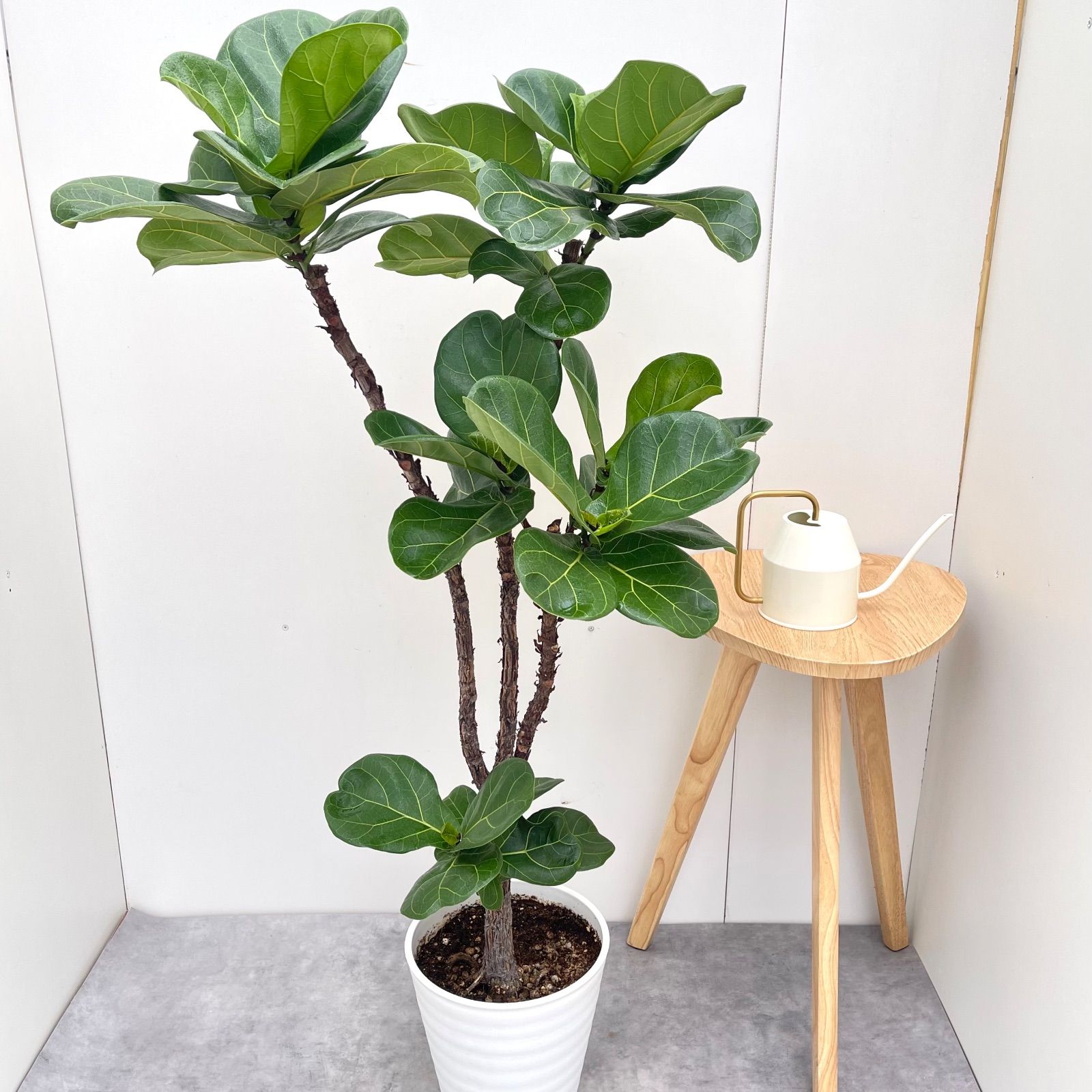 カシワバゴム フィカス リラータ 3 現品 観葉植物 大型 室内