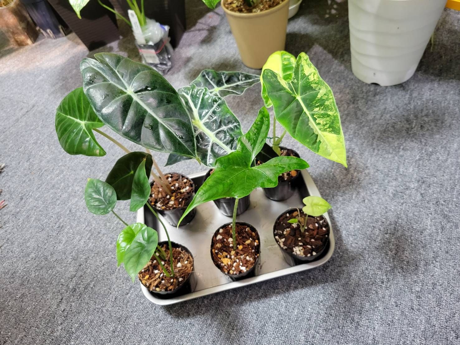 アロカシア 5種　6点セット売 No.91 アロカシア5種6株セット 観葉植物 【公式通販】