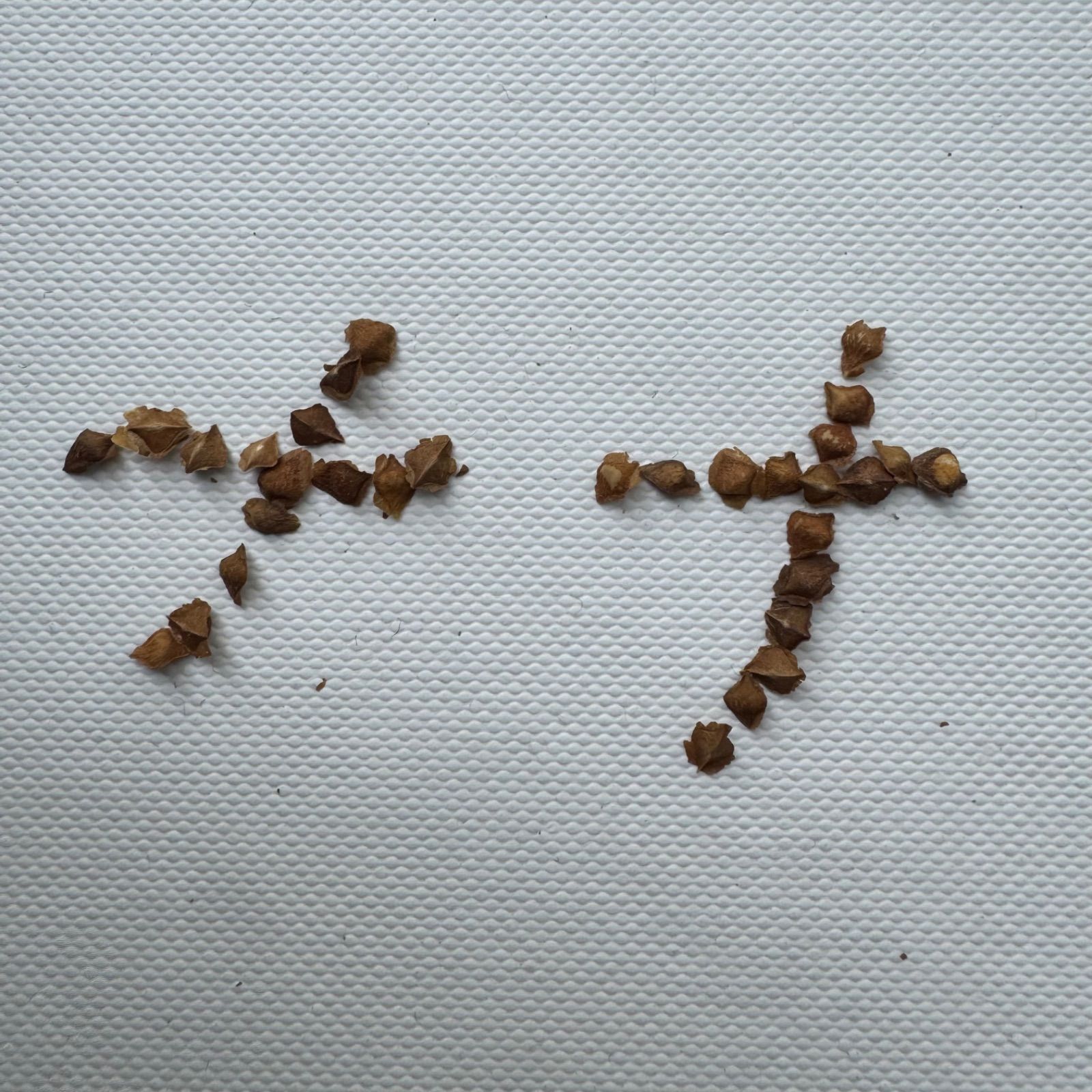 種子】 ボスウェリア ナナ 10粒