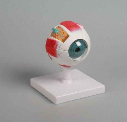 【新品・2営業日で発送】アズワン 眼球6分解モデル 100×100×1208-8315-01