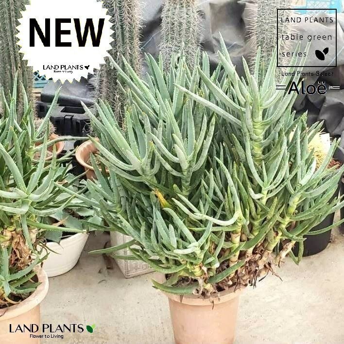 アロエハイブリッド Belfiore aloe hyb ネイビータグ株 アロエ