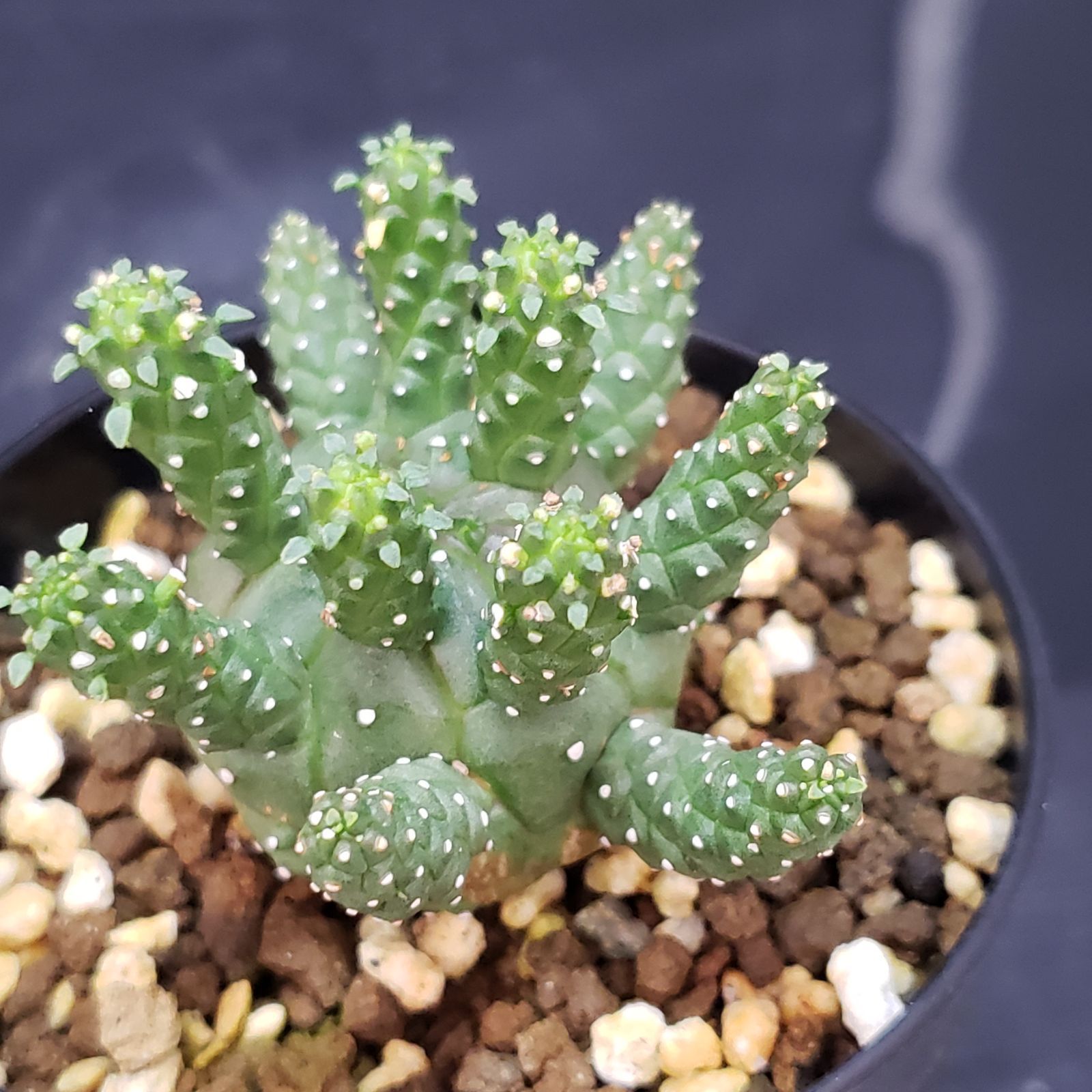 ユーフォルビア　トム　自根　発根済み　コーデックス　塊根植物 Yahoo!オークション - ユーフォルビア トム/Euphorbia cv. TOM