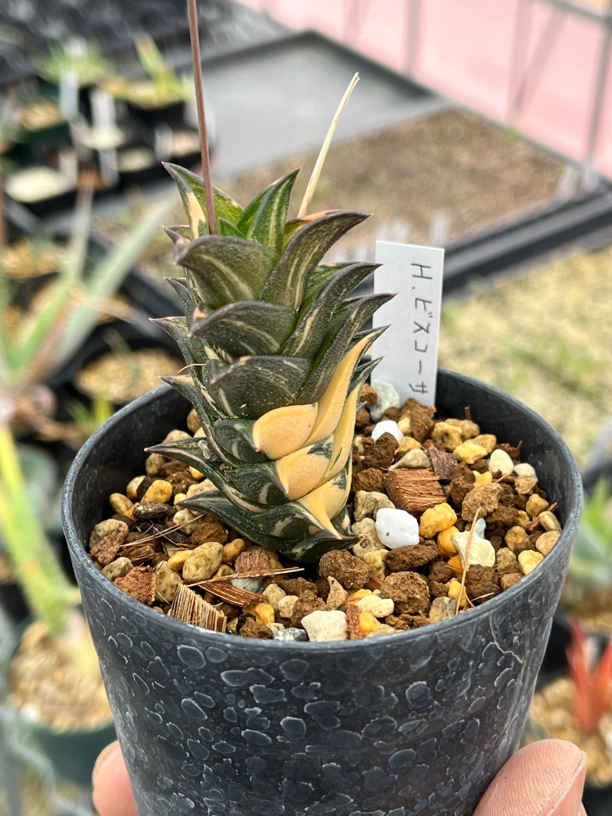 ハオルチア 臙脂 極上斑 ハオルチア 臙脂 極上斑