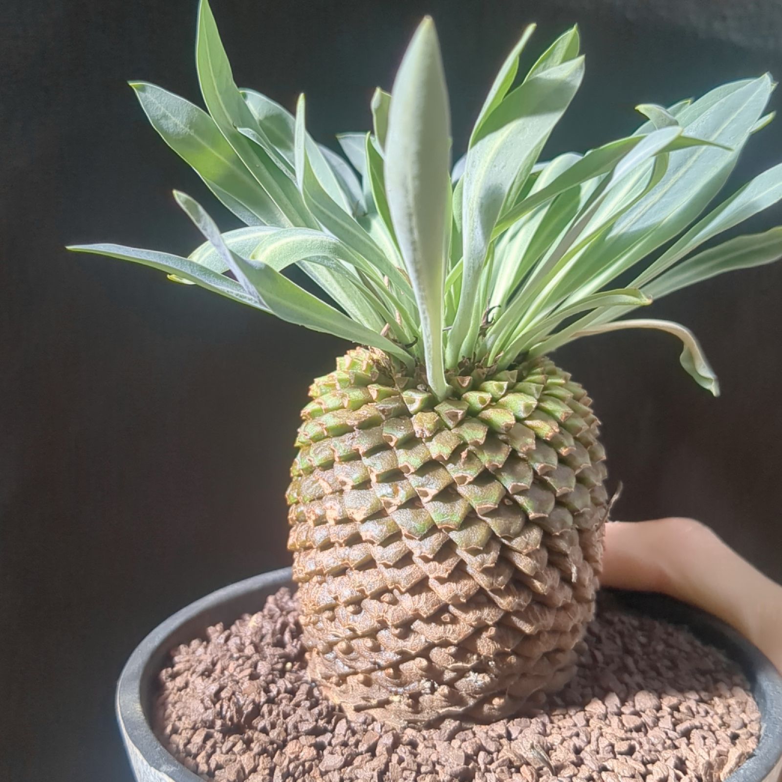 ユーフォルビア 鉄甲丸 【 現品 】大株 鉢のまま発送 - メルカリ