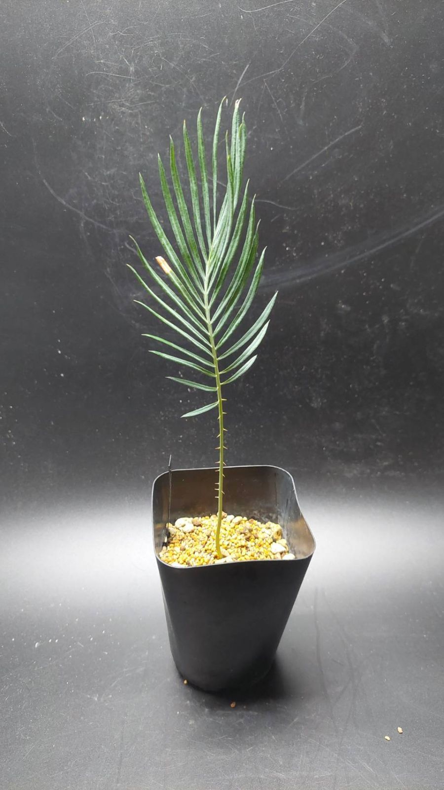 ◇サイカス カイルンシアナ 実生苗！！◇cycas cairnsiana ブルー