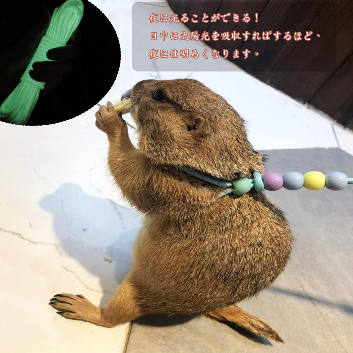 小動物