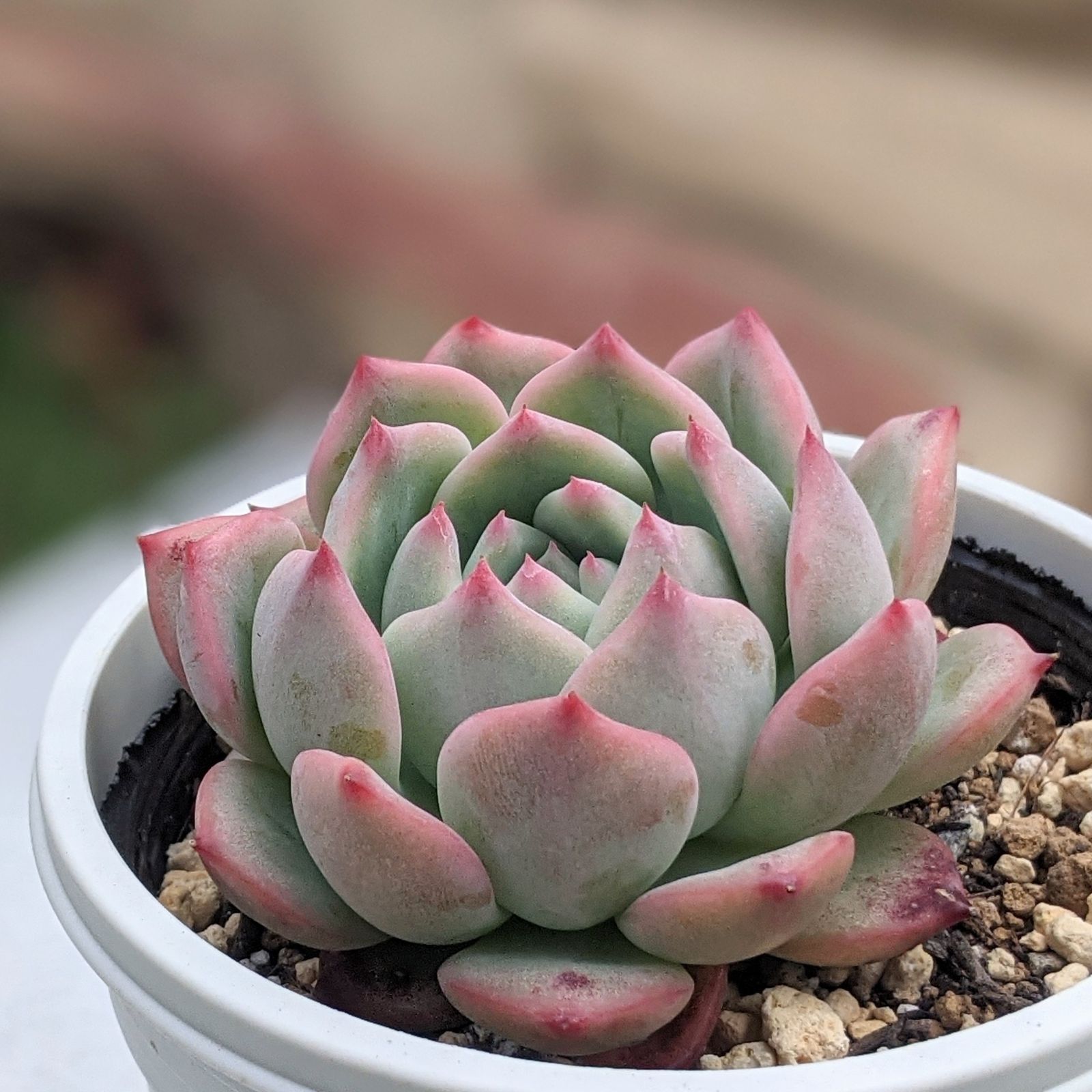 マリア 多肉植物 エケベリア 抜き苗 - メルカリ