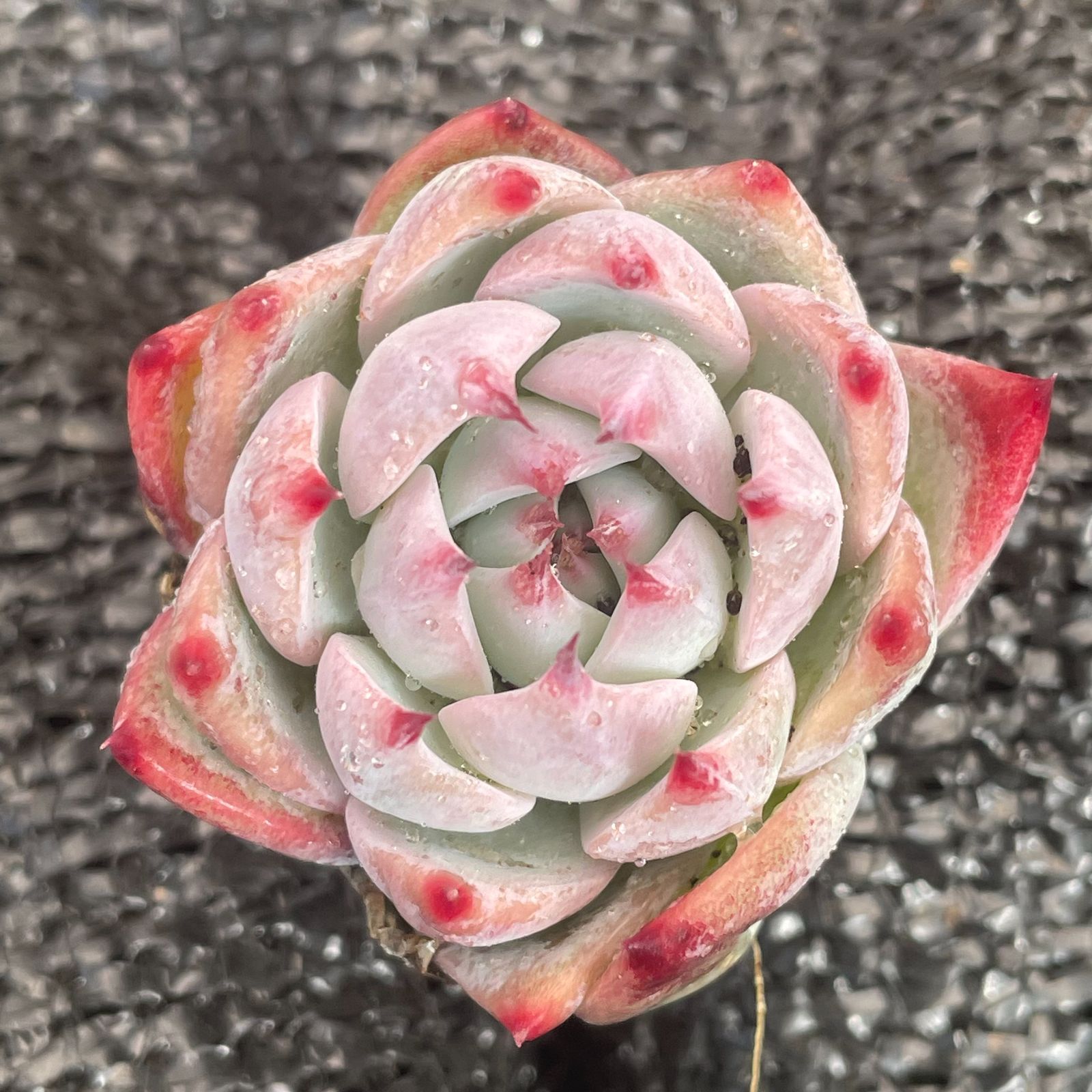 新入荷 チワワ 鮮やかな105苗セット 土と根付き 多肉植物 エケベリア レア種 韓国苗 サボテン 詰め合わせ 寄せ植え 256