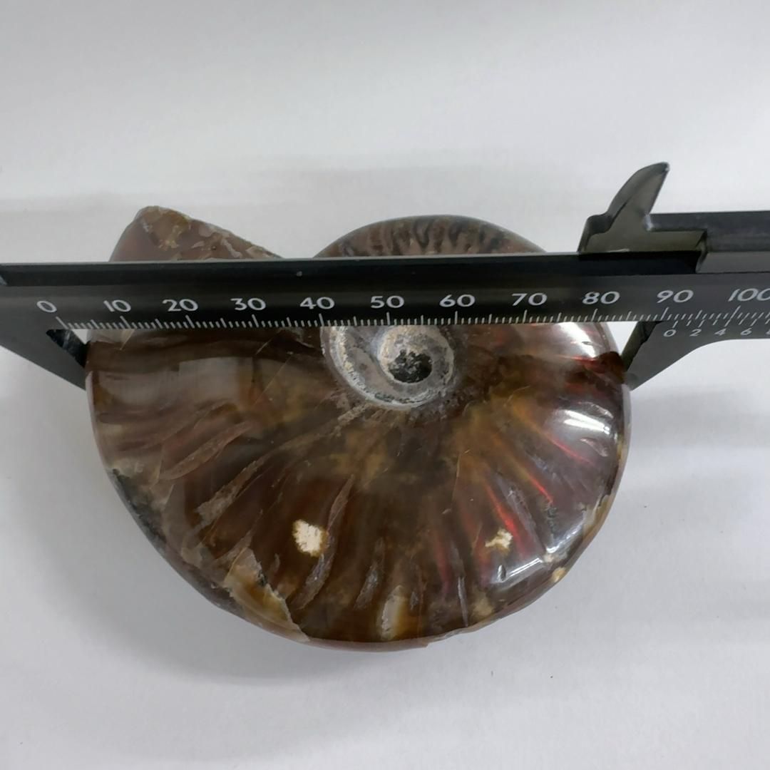 クリオニセラス