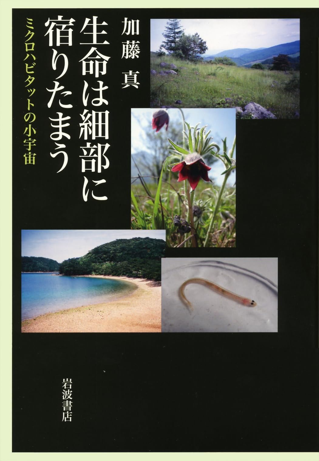 生命は細部に宿りたまう――ミクロハビタットの小宇宙 生命は細部に宿りたまう――ミクロハビタットの小宇宙 生命は細部に宿りたまう／加藤 真｜自然科学書 ☆ひ ミクロハビタットの小宇宙&frasl;岩波書店&frasl;加藤 中古本の販売・買取はバリューブックス