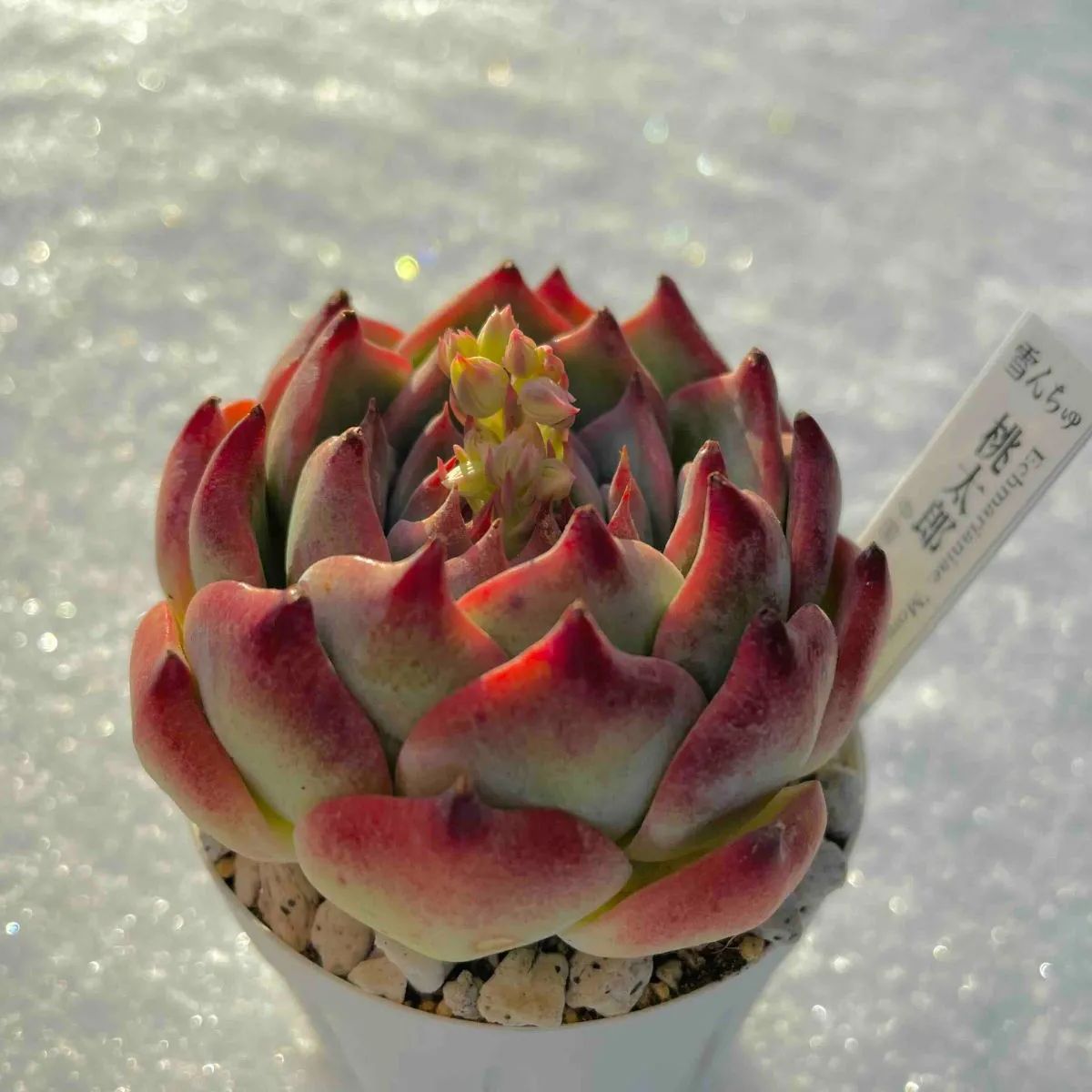 桃太郎 水蜜桃 エケベリア 多肉植物 中国苗 - メルカリ 桃太郎 水蜜桃 エケベリア 多肉植物 中国苗 - メルカリ