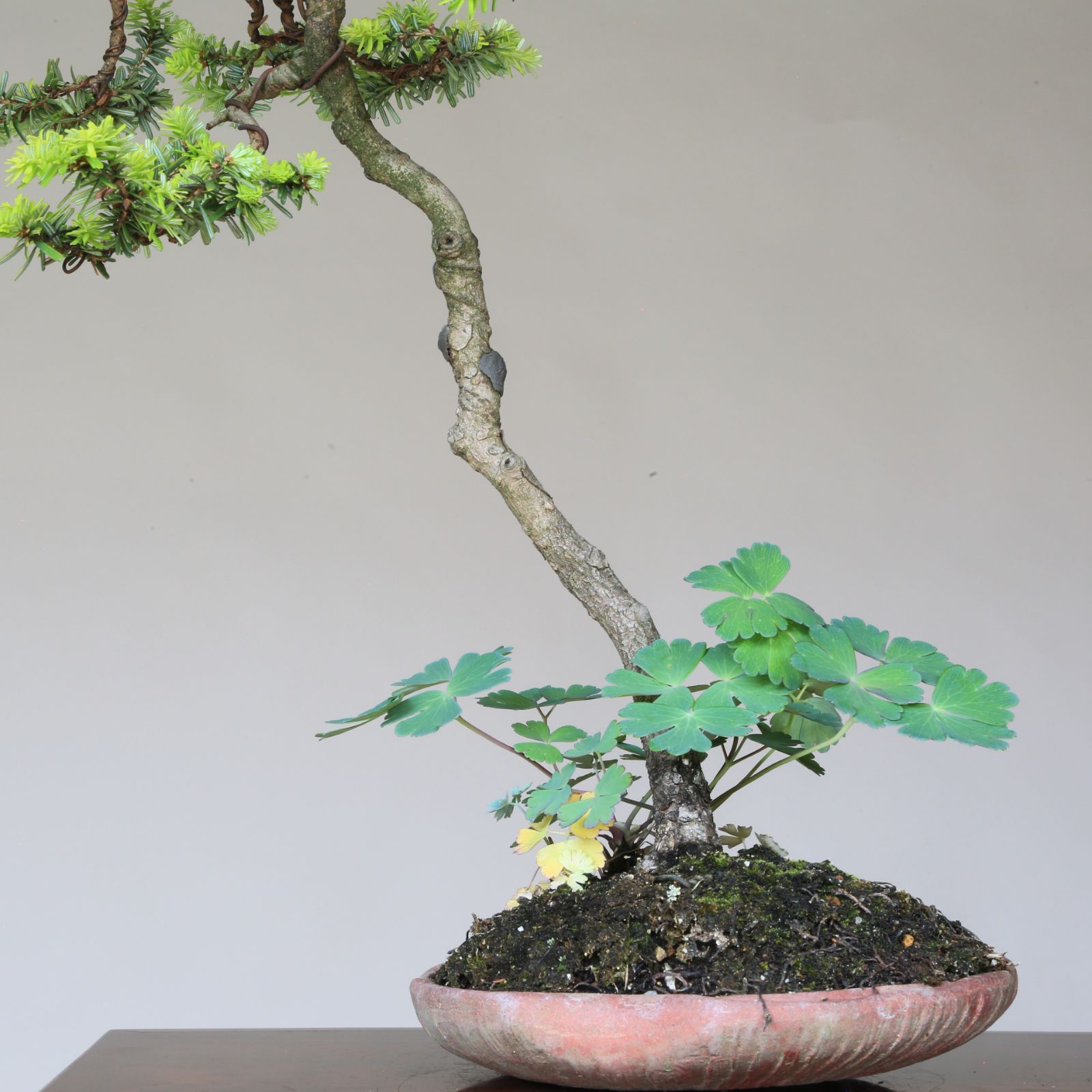 コメツガ(米栂) 盆栽