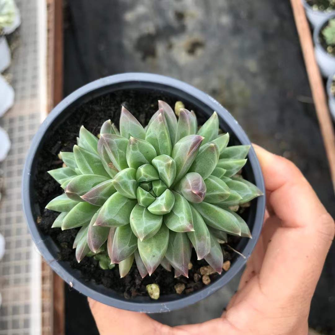 多肉植物 アエオニウム