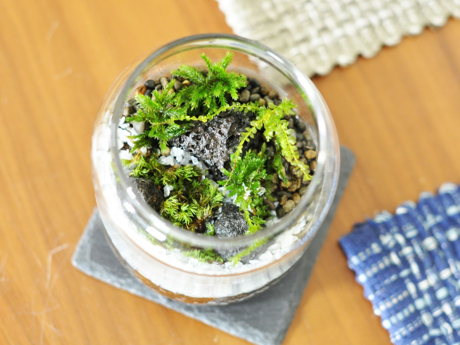 初めての苔テラリウムキット 15点セット