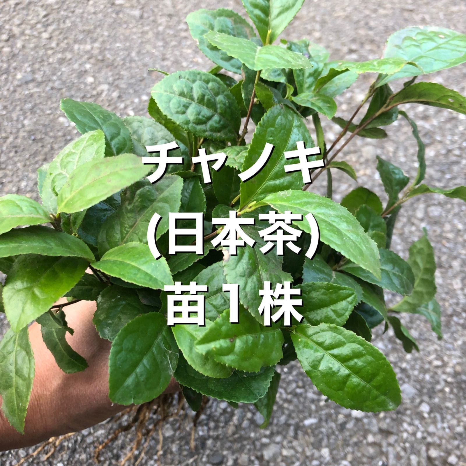 日本茶の苗木1株 お茶の苗木 お茶苗 チャノキ チャノキ苗抜き苗 - メルカリ