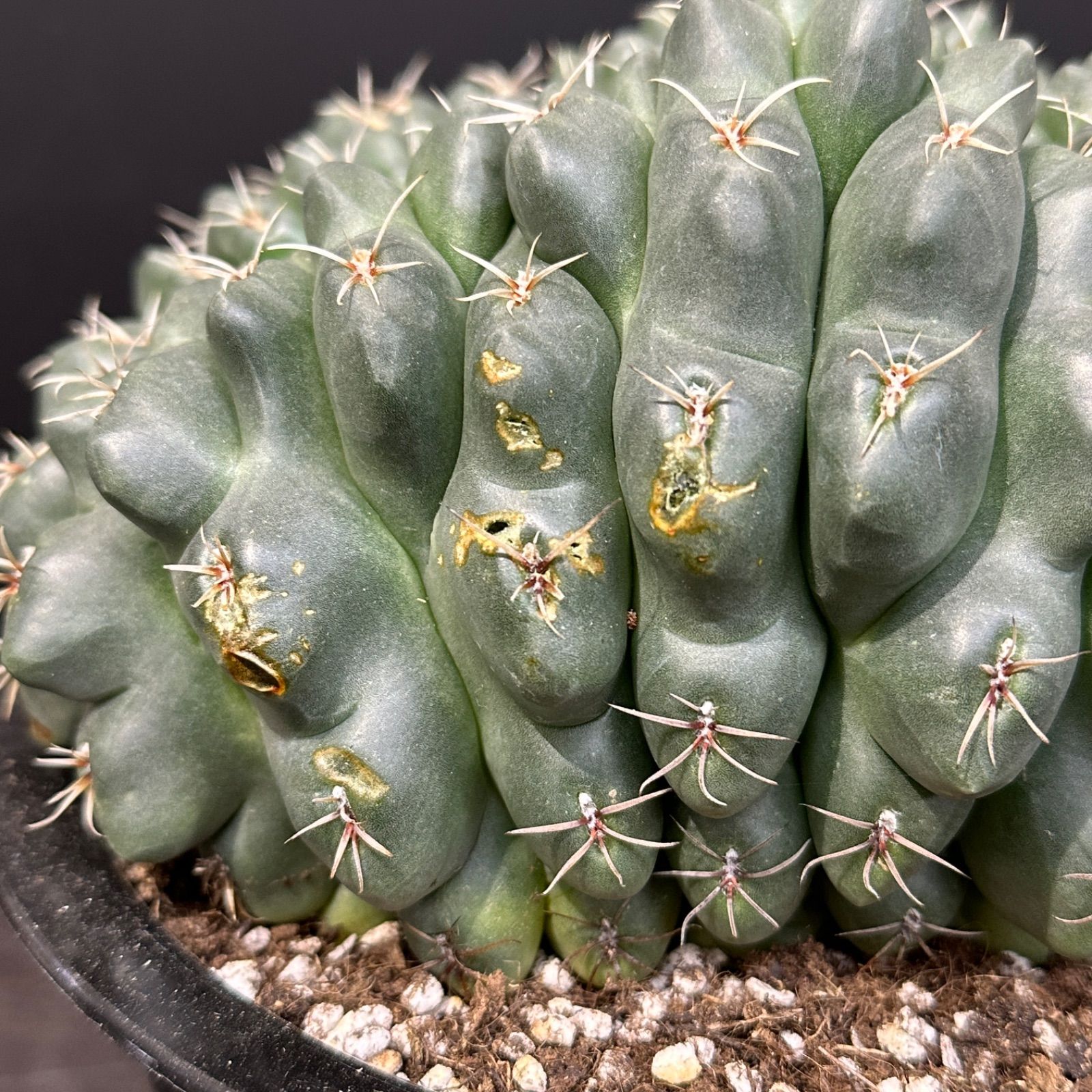 ギムノカリキウム アルマツム/カルデナシアナム 19種類+コピアポア色々