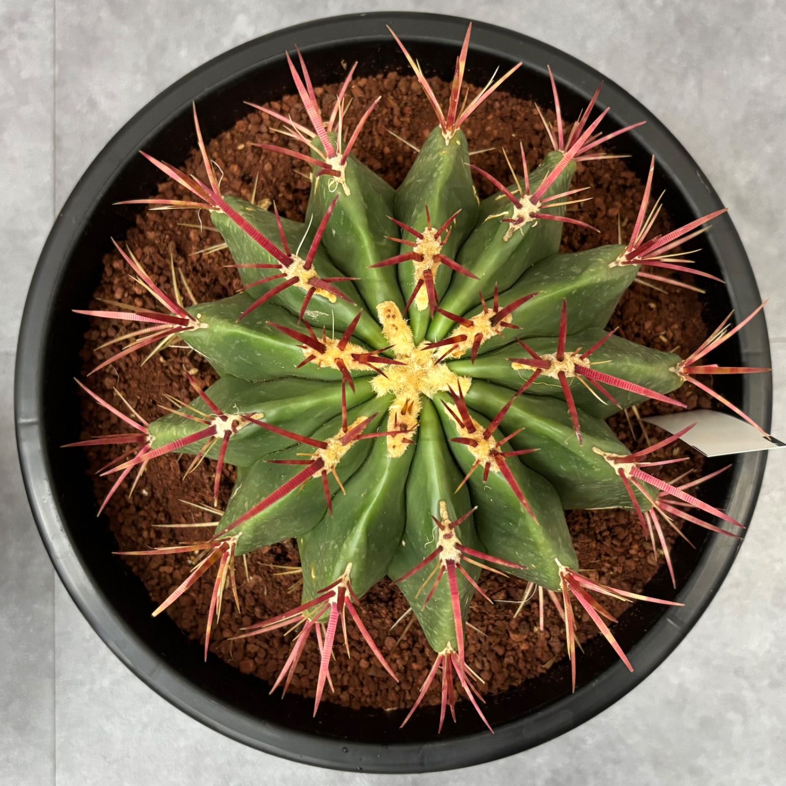 フェロカクタス 赤鳳 8号 サボテン