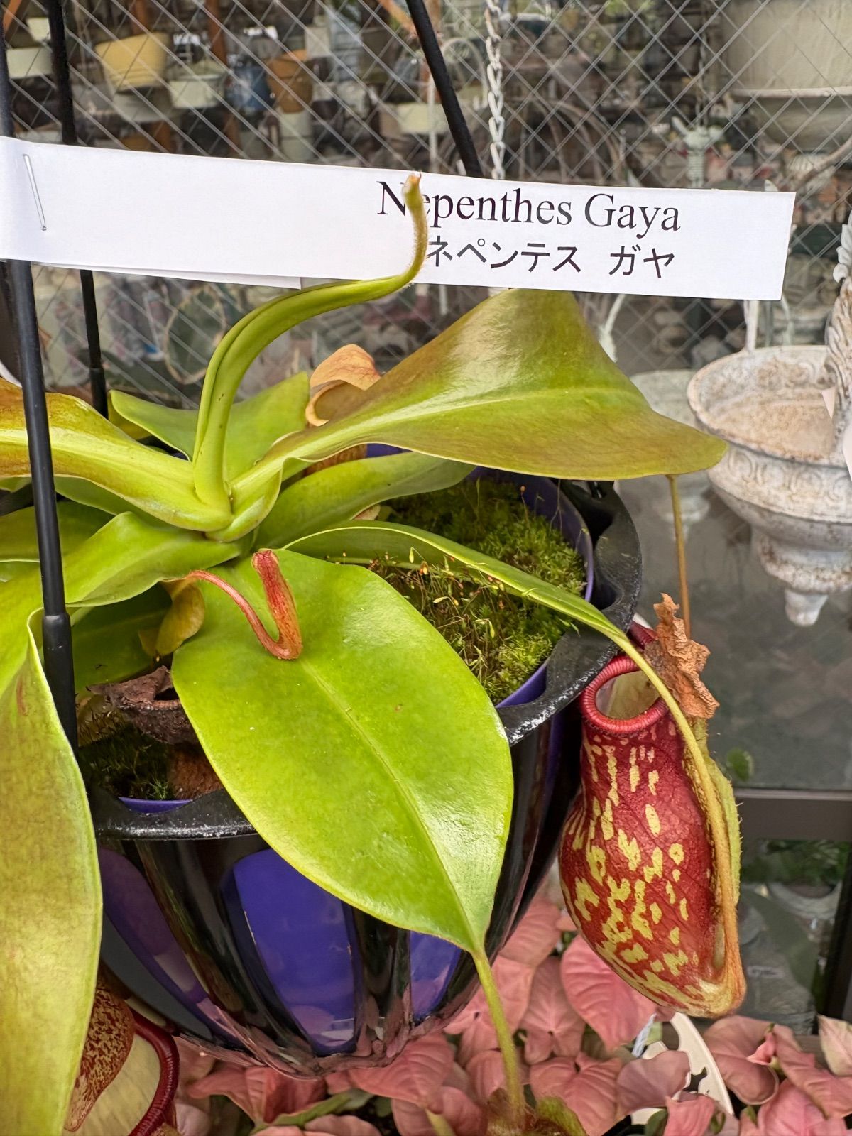 ネペンテス ガヤ 釣り鉢ごと発送 ネペンテス ガヤ 釣り鉢ごと発送 食虫