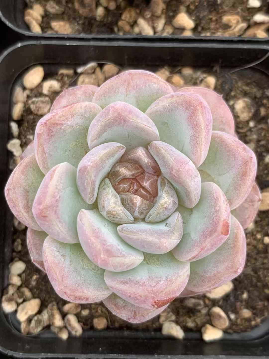 40株の抜き苗セット】ピンクドリーム 多肉植物 佐川急便発送