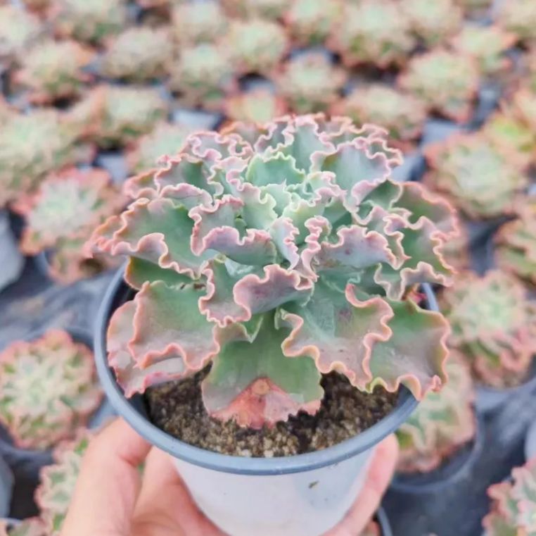 多肉植物 抜き苗 ❤️多肉植物❤️抜き苗❤️ - メルカリ