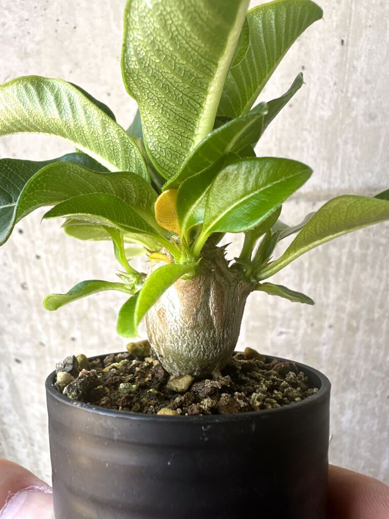 パキポディウム バロニーウィンゾリー 実生苗 Pachypodium baronii ssp