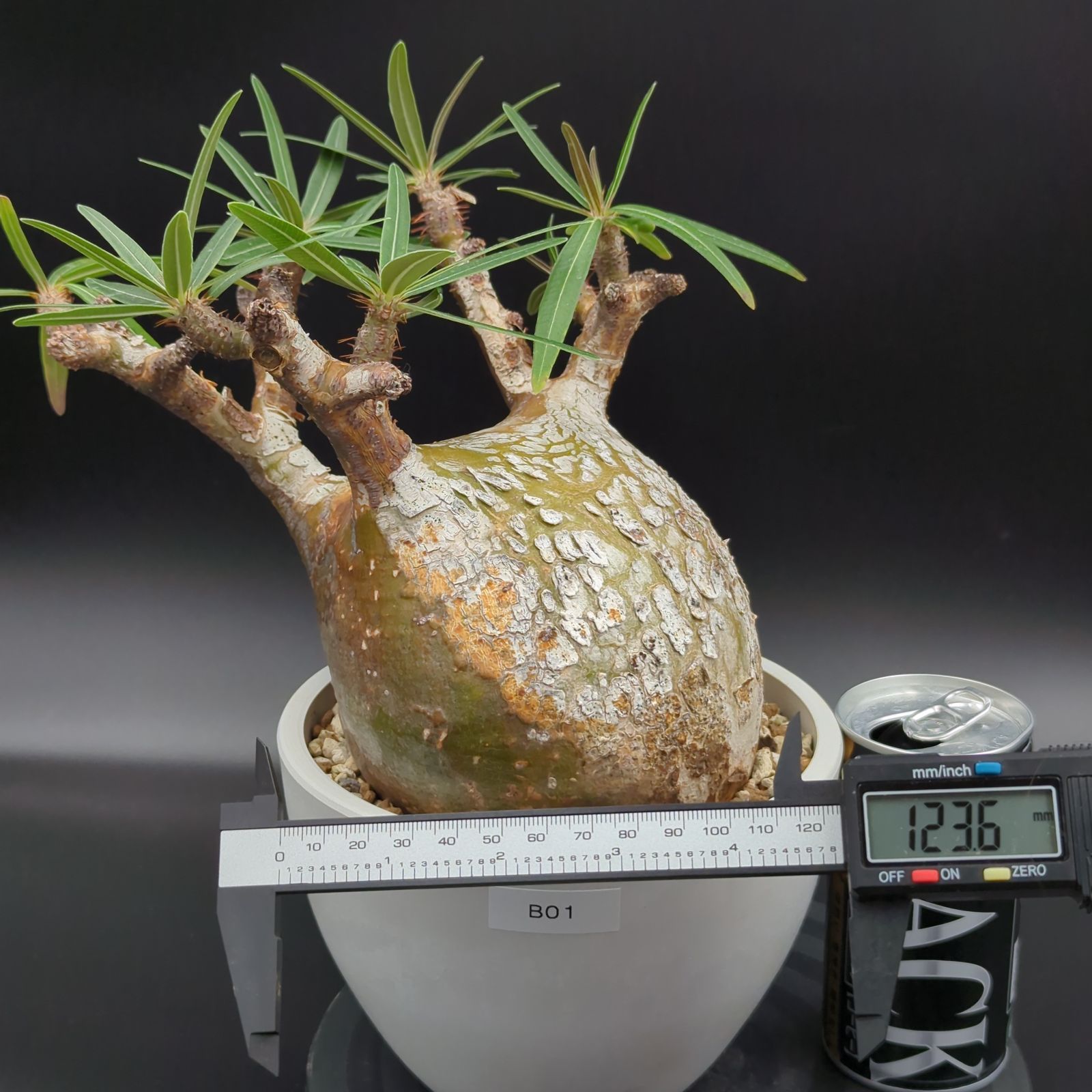 発根済】【現地球】パキポディウム グラキリス 大株 - メルカリ