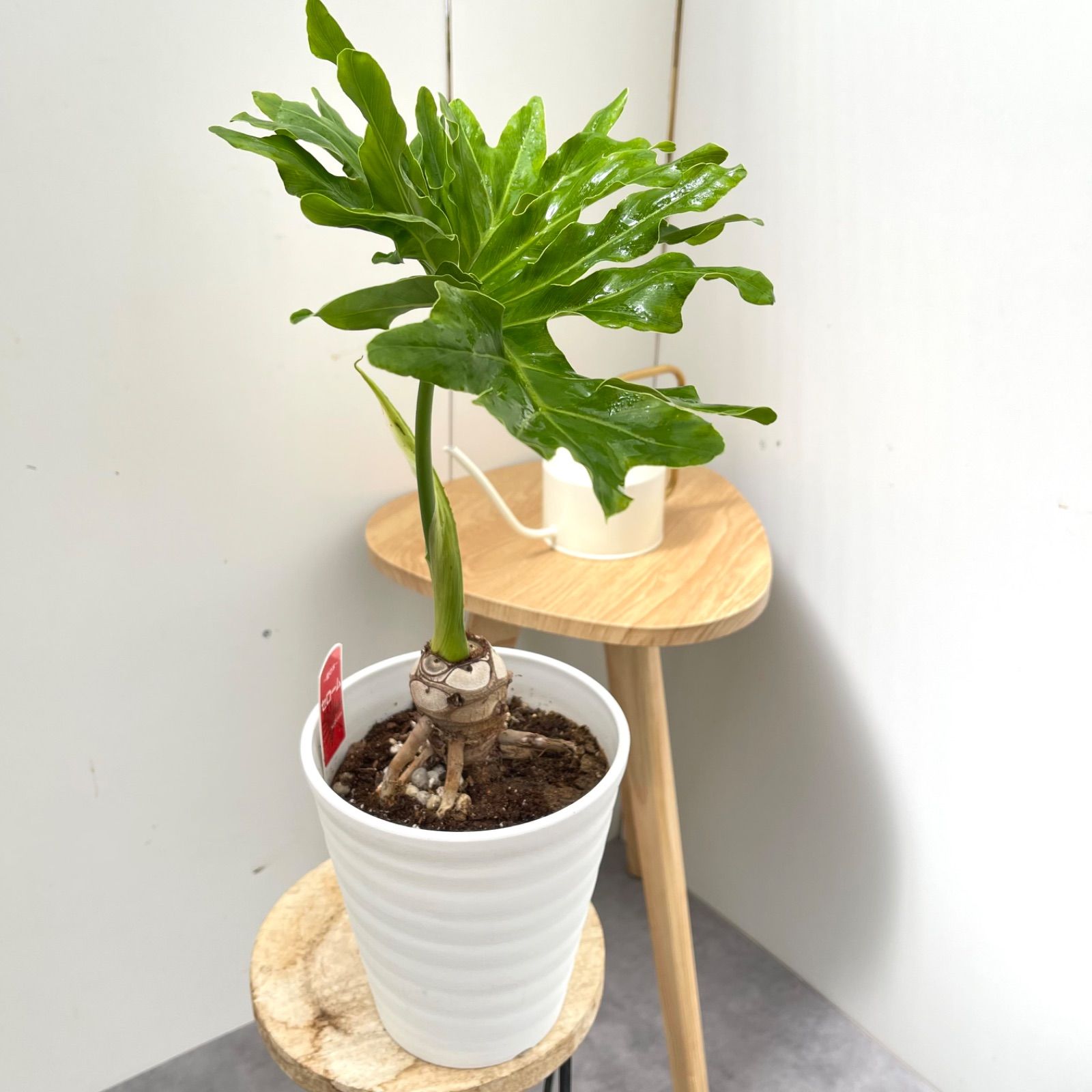 フィロデンドロン セローム 根上がり 1【現品】観葉植物 室内 6号
