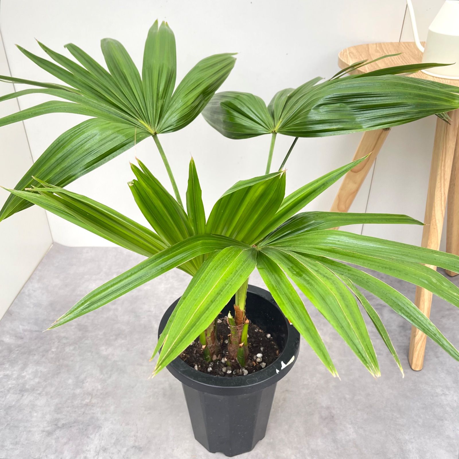 ビロウヤシ。クバ8号大 ビロウヤシ。クバ8号大